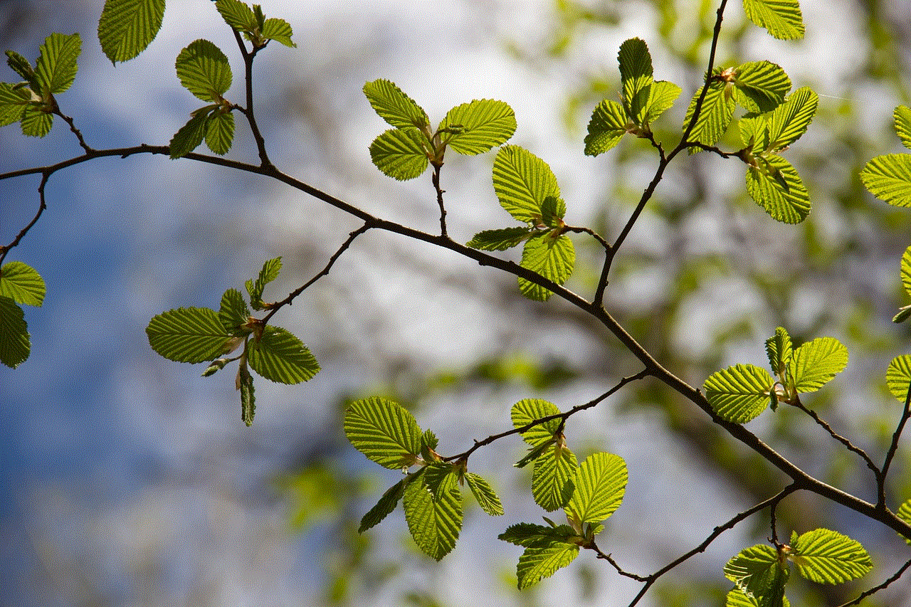 Beech Leaves Sprouted