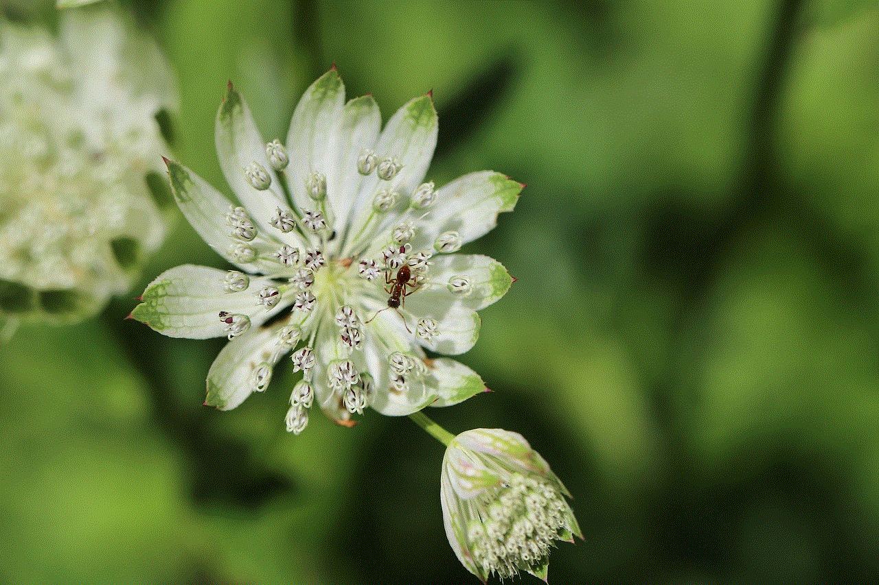 Large Star Umbel Astrantia Major