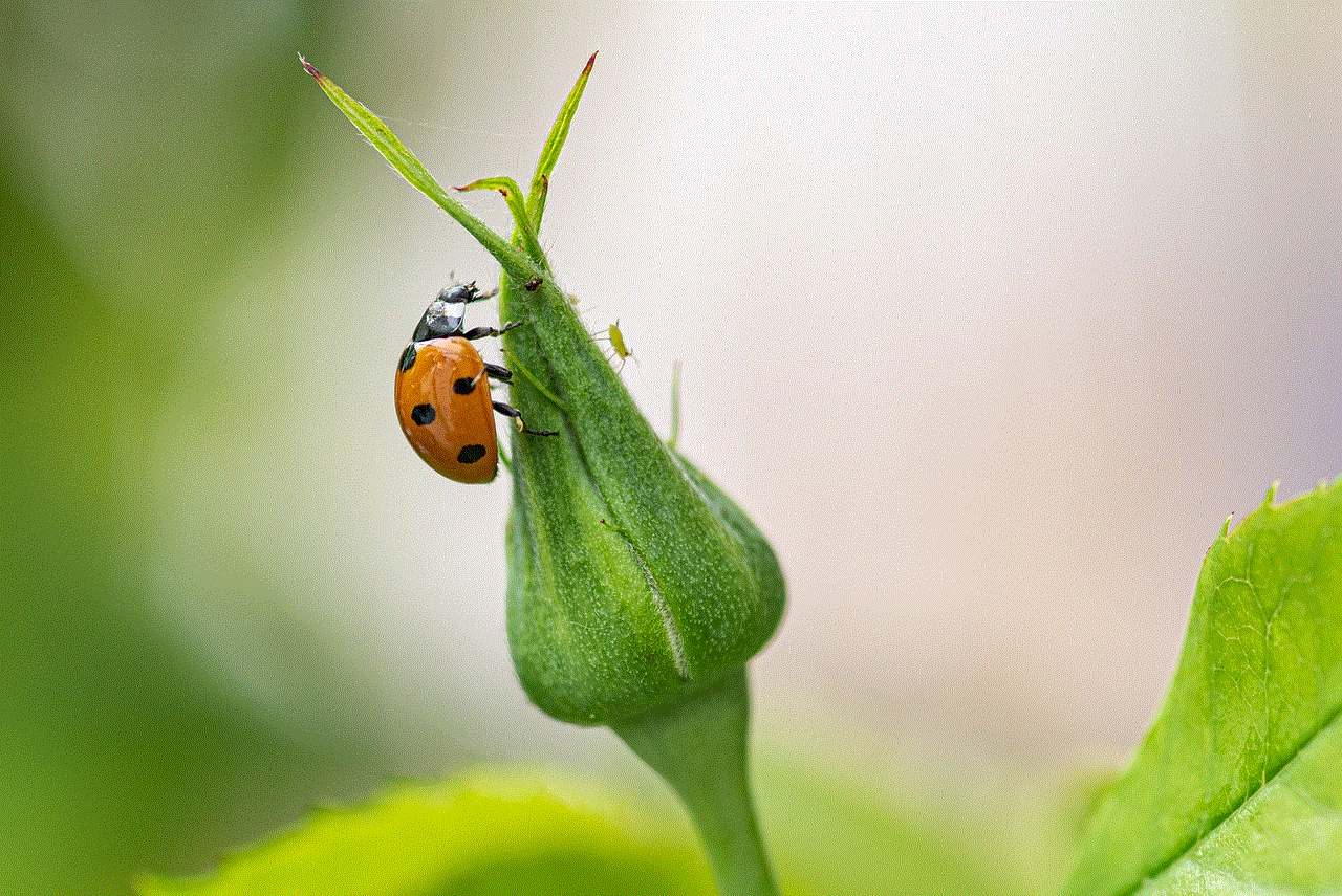 Ladybug Ladybird Beetle