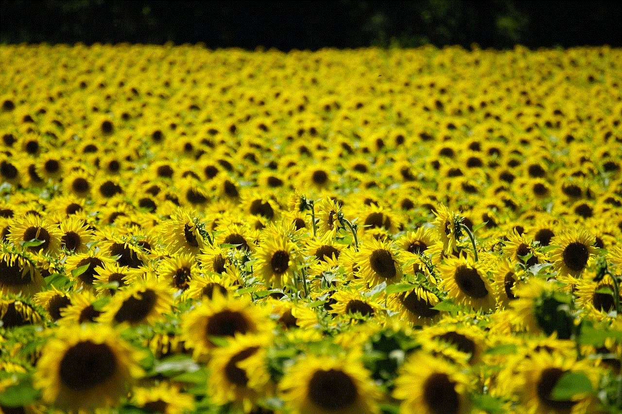 Sunflowers Flowers