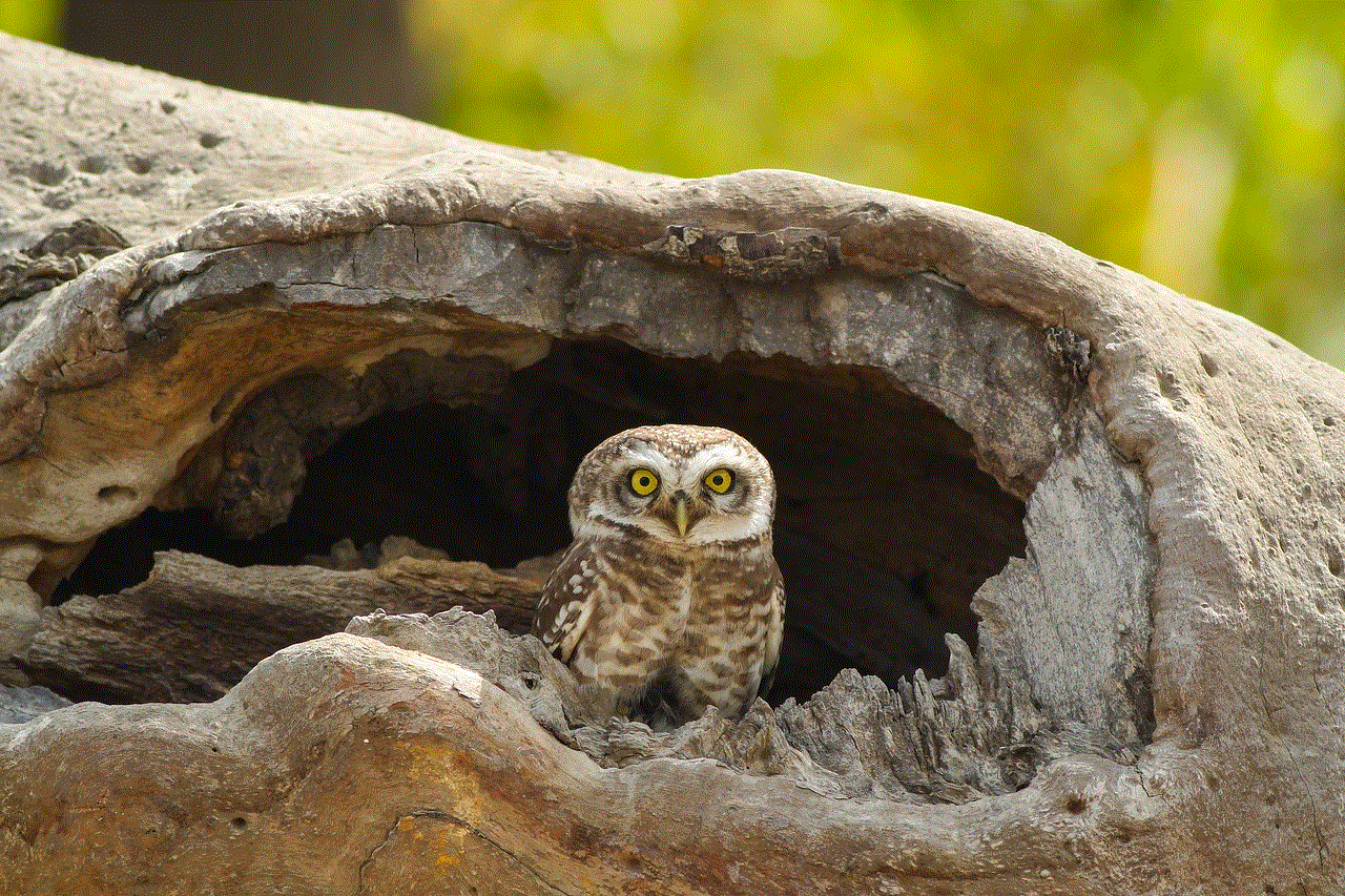 Spotted Owlet Owl