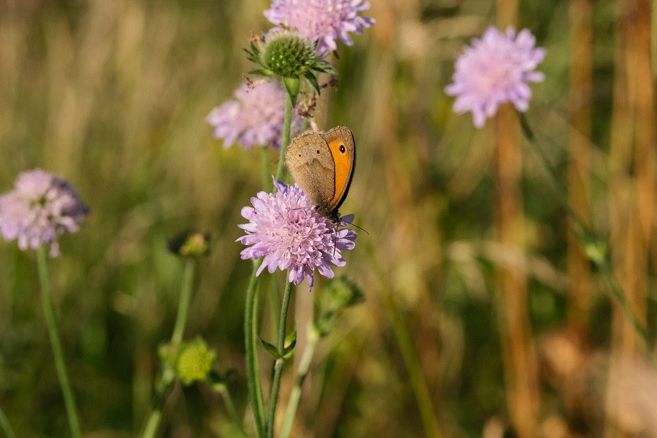 Butterfly Meadow