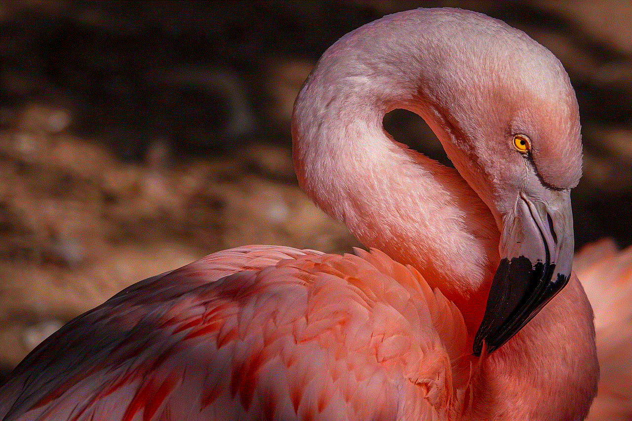 Bird Flamingo