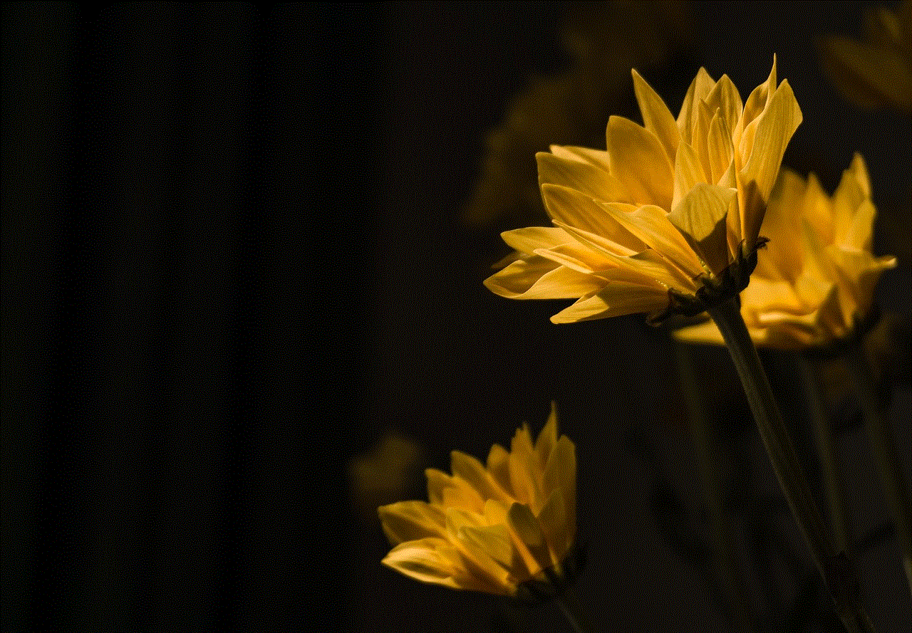 Daisy Flowers