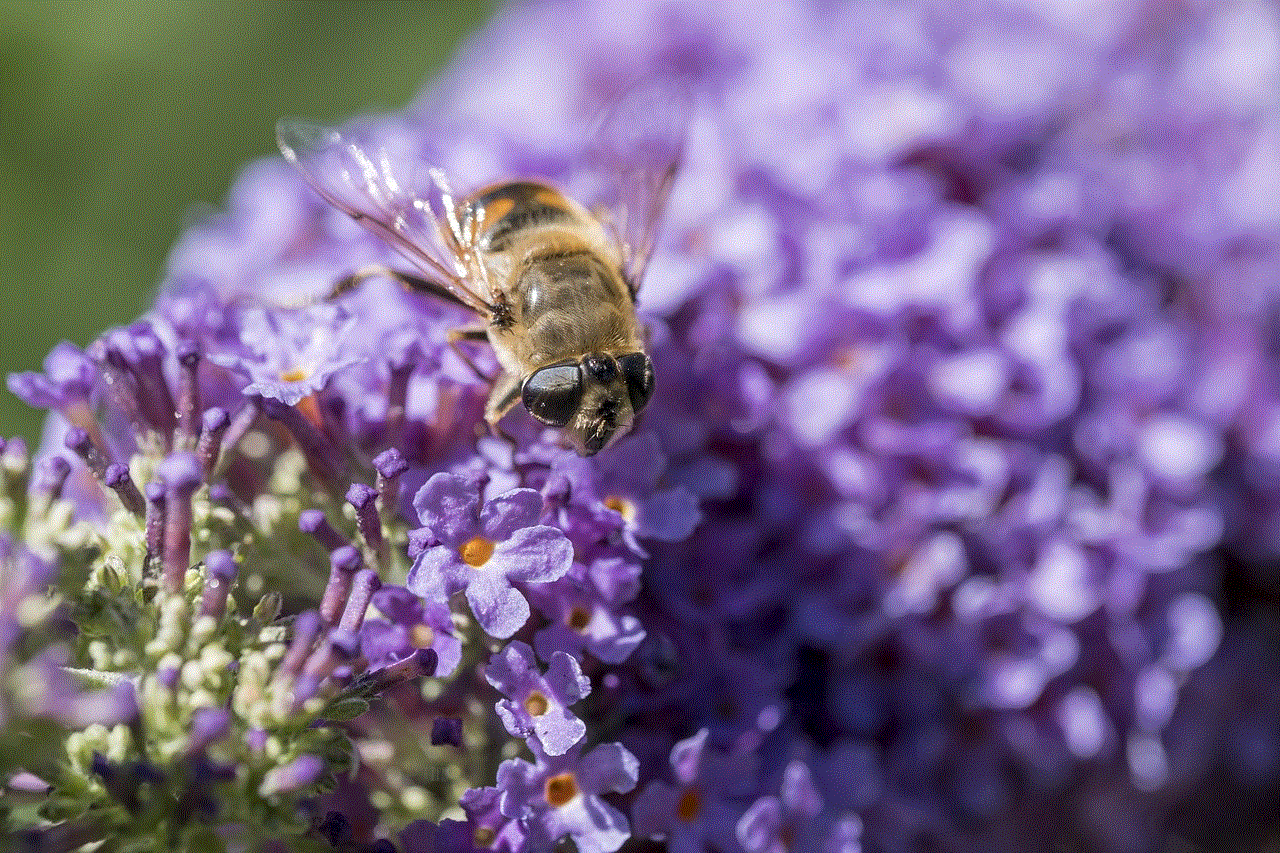Bee Flower Wallpaper
