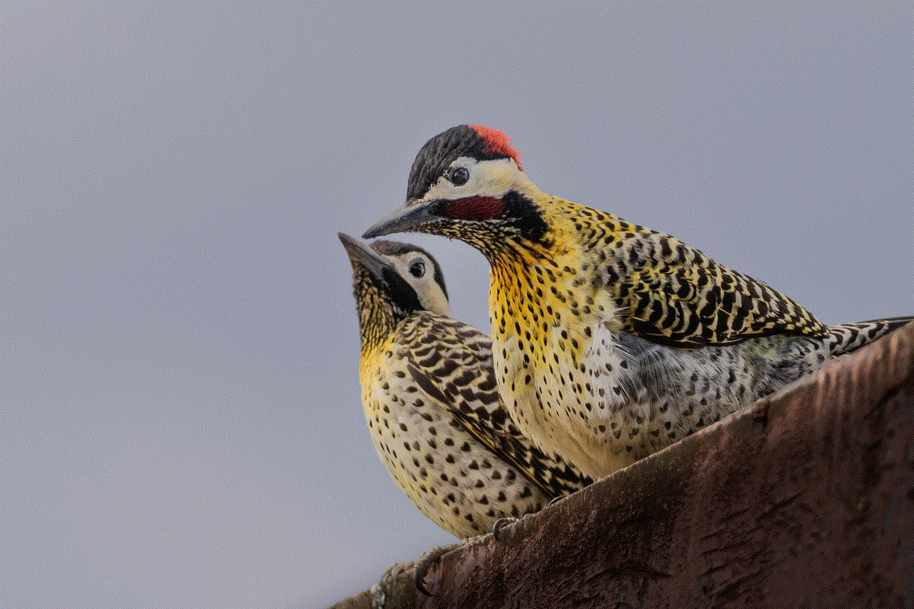 Woodpecker Bird