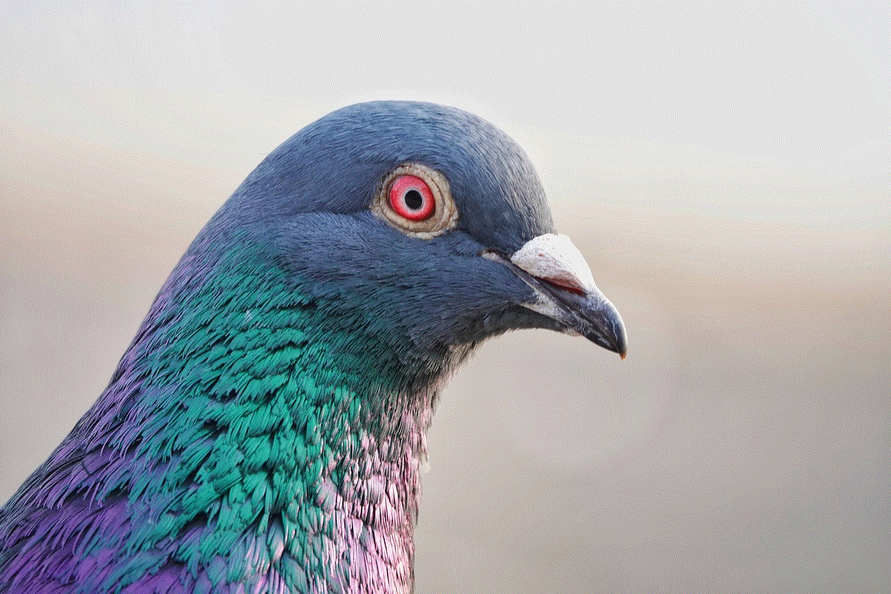 Bird Pigeon