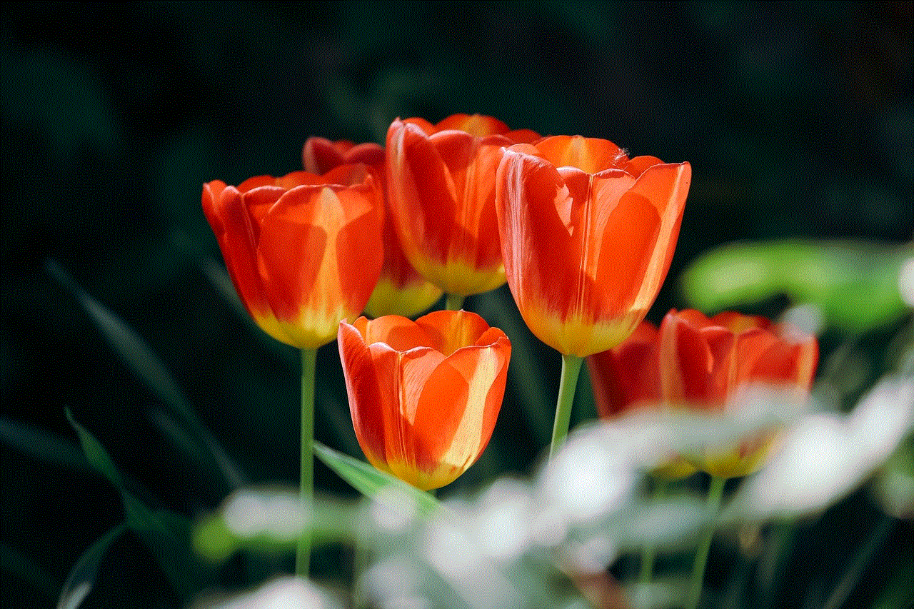 Tulips Orange Tulips