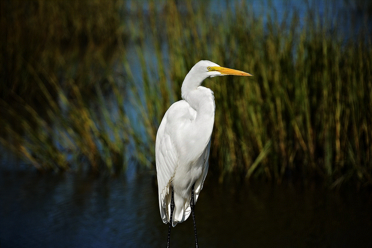 Egret Bird