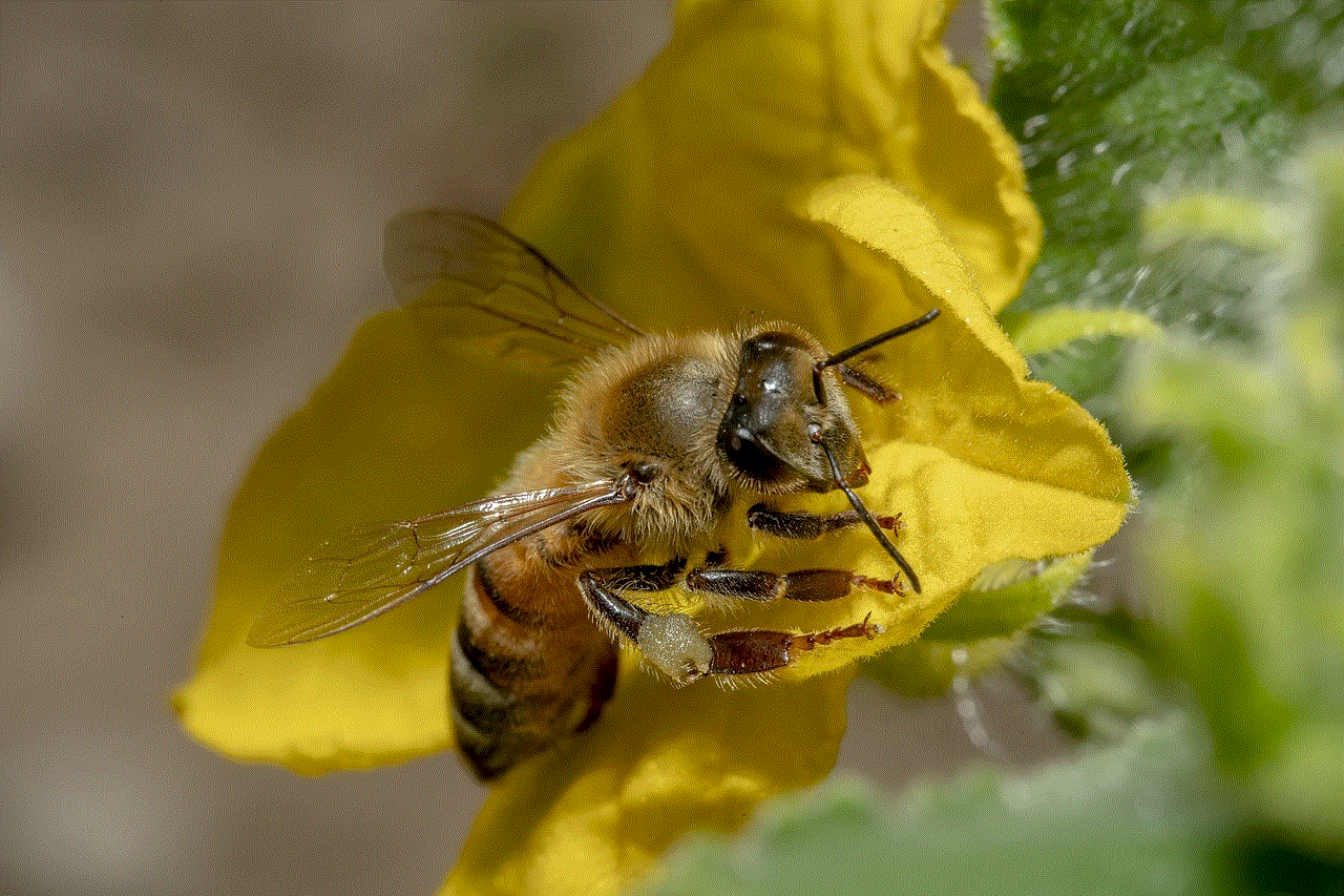 Bee Honey Bee