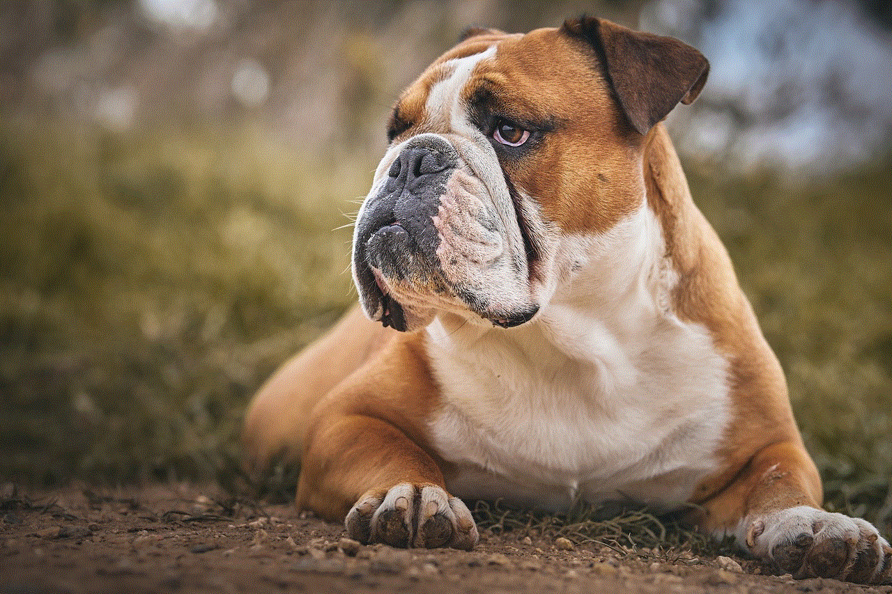 Bulldog Animal