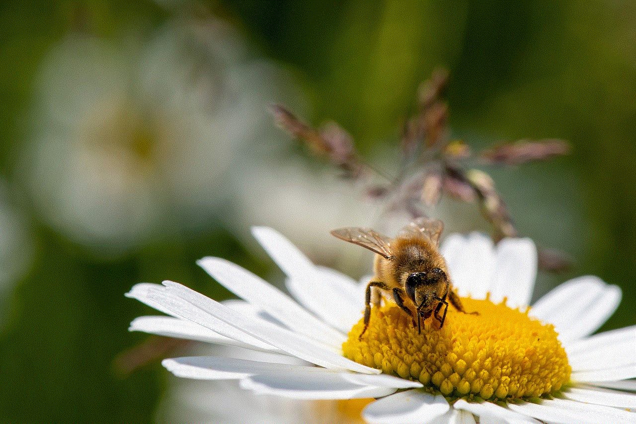 Daisy Bee
