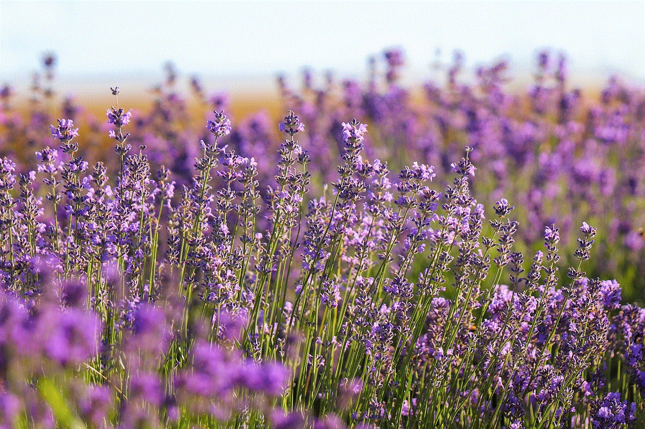 Lavender Field