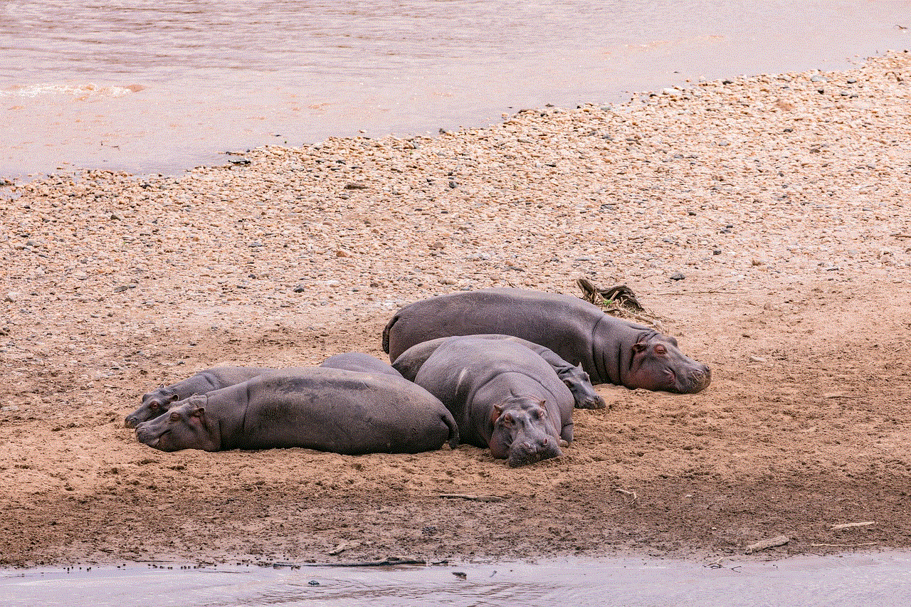 Hippos Hippopotamus