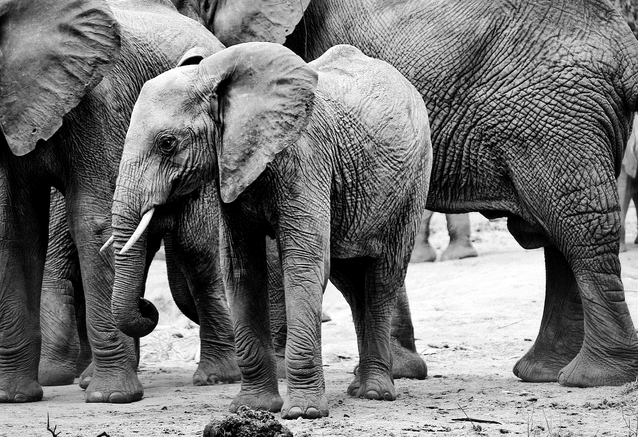 Elephant Africa