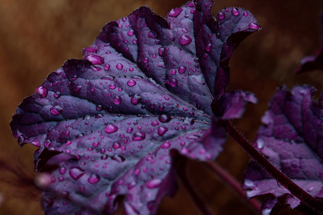 Purple Bells Saxifrage