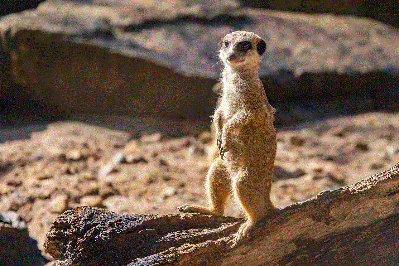 Meerkat Animal