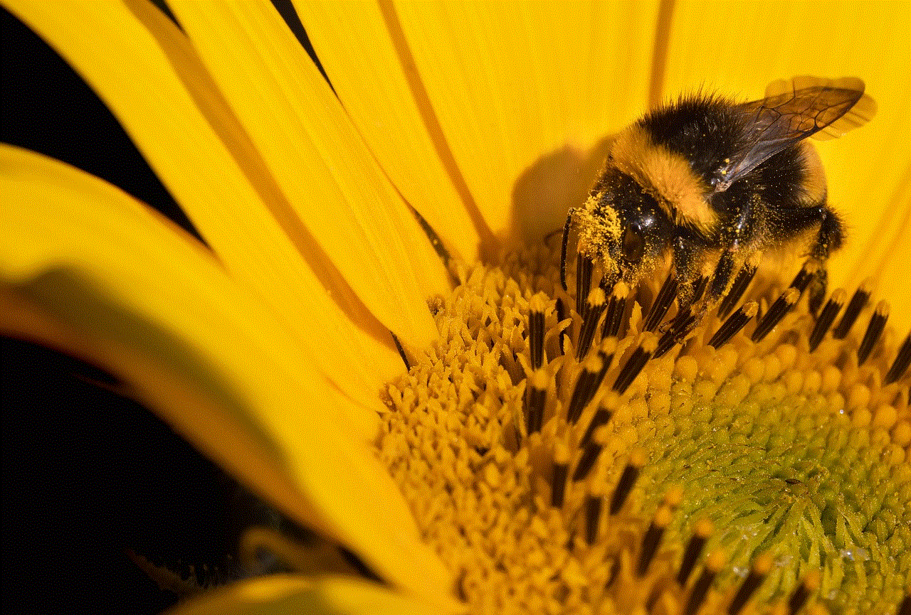 Sunflower Bumblebee