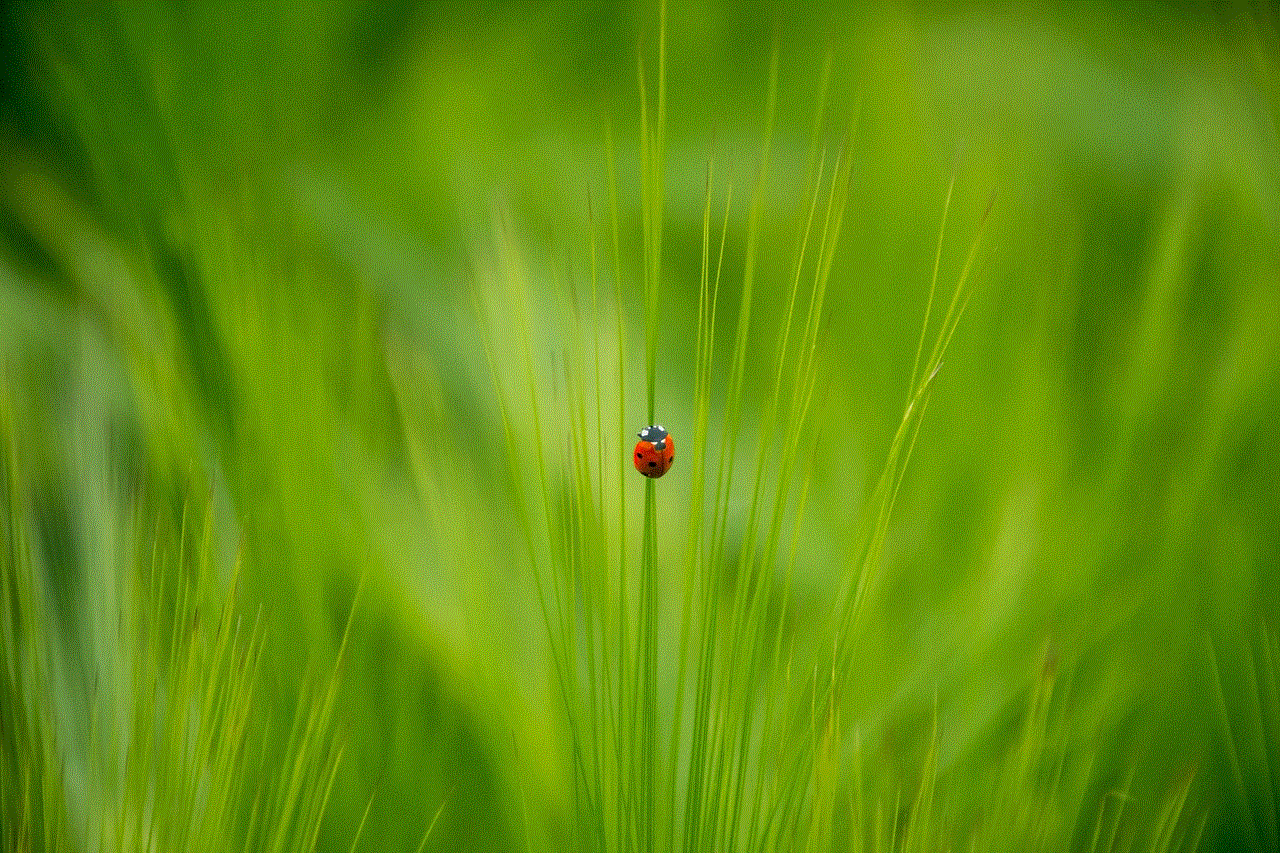 Insect Ladybug