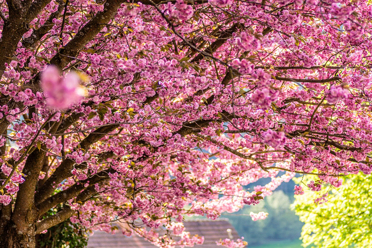 Cherry Blossoms Flowers