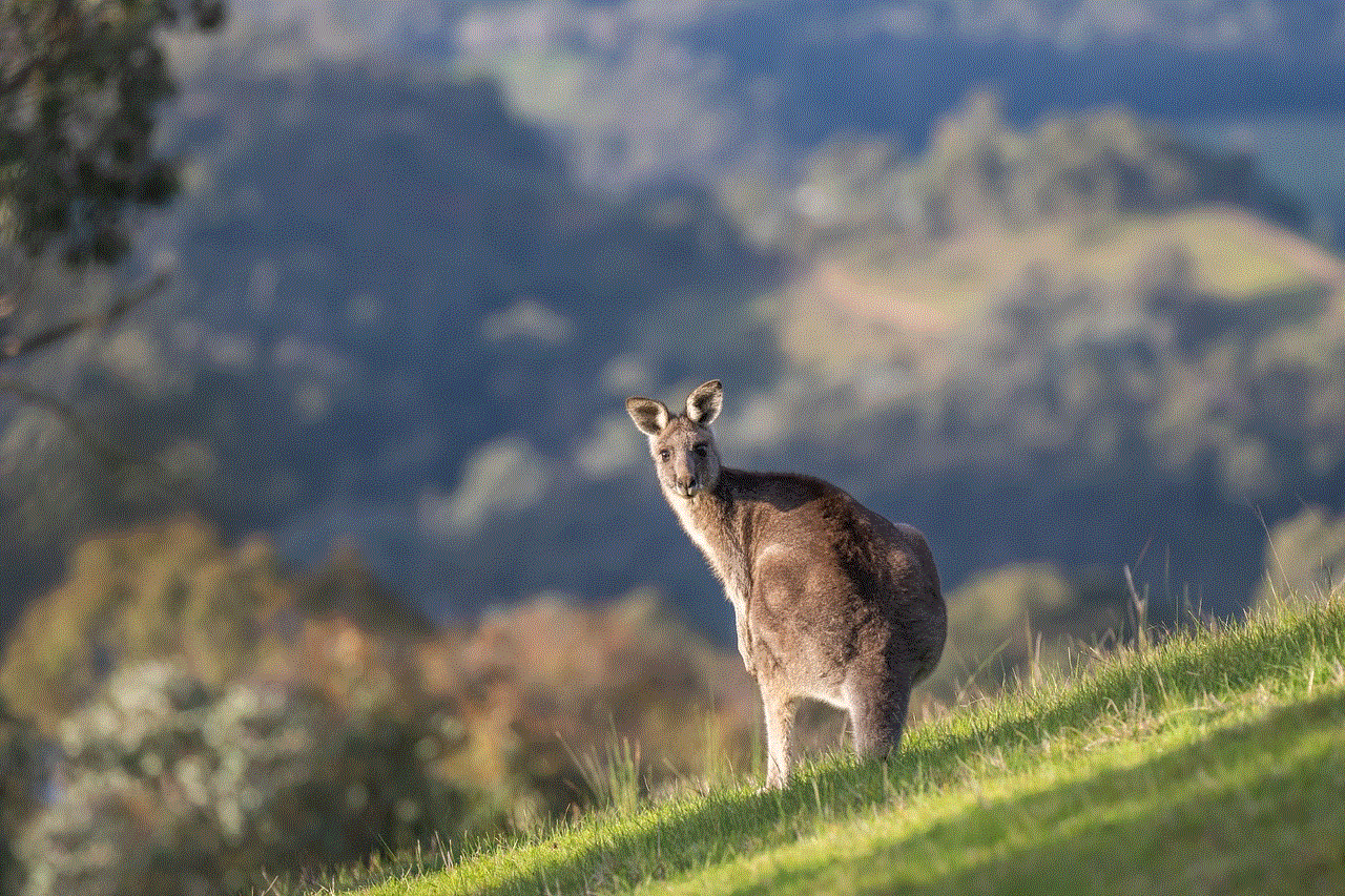Kangaroo Eastern Grey Kangaroo