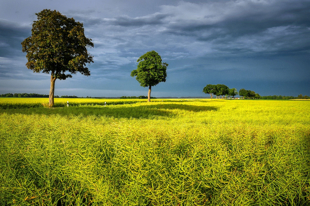 Field Of Rapeseeds Trees