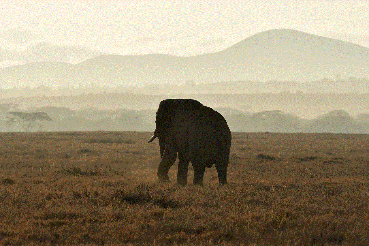 African Elephant Animal