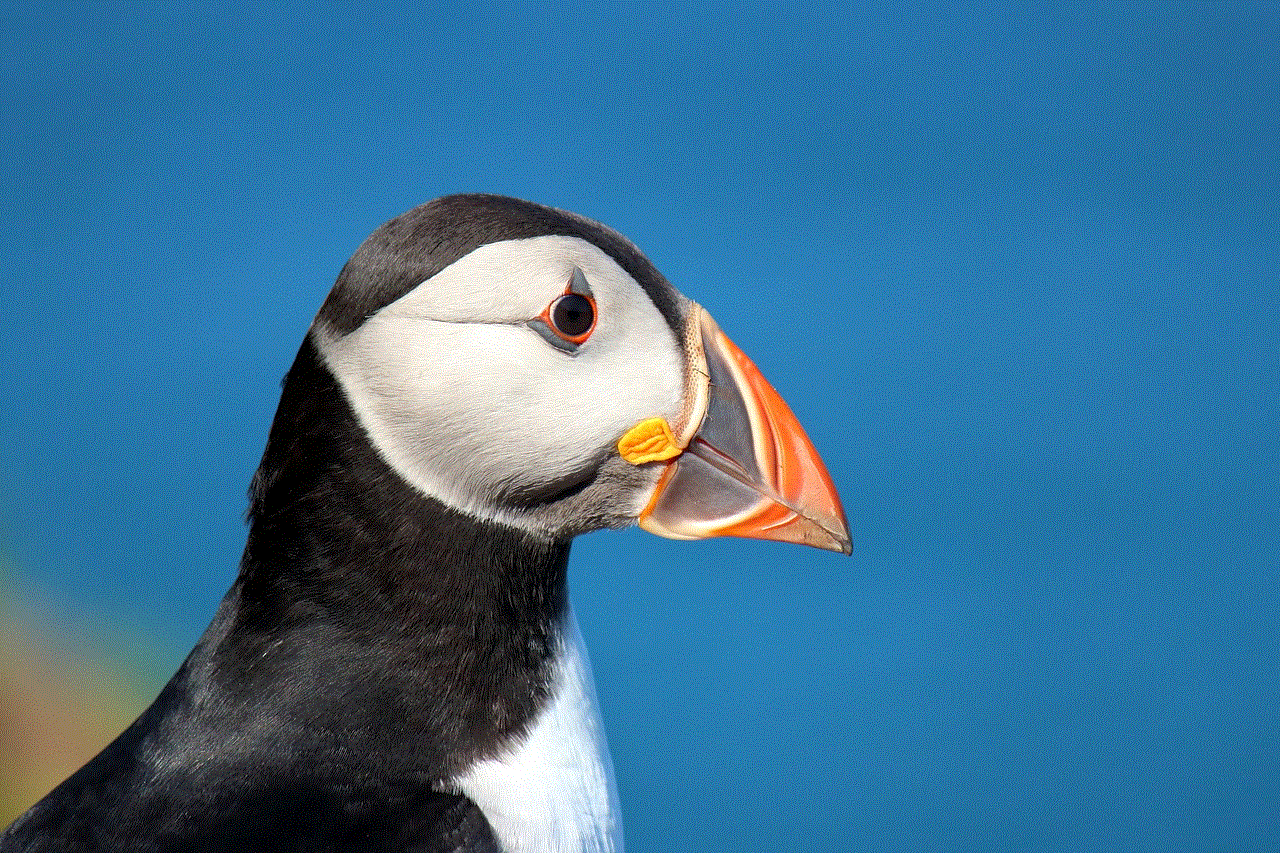 Puffin Bird