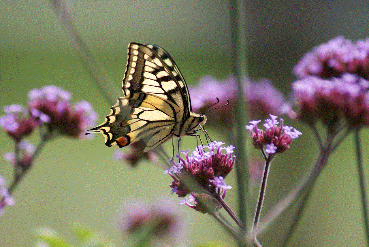 Butterfly Purple Flowers