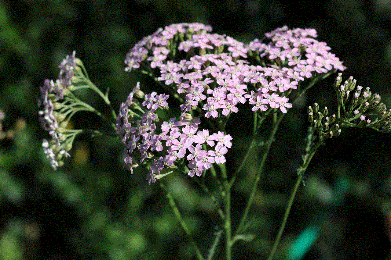 Yarrows Achillea