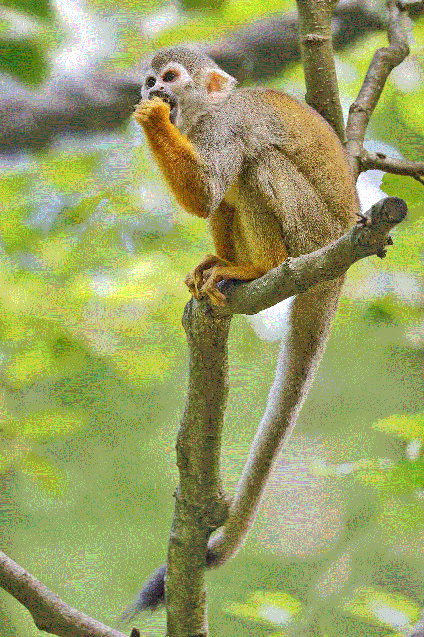 Animal Squirrel Monkey