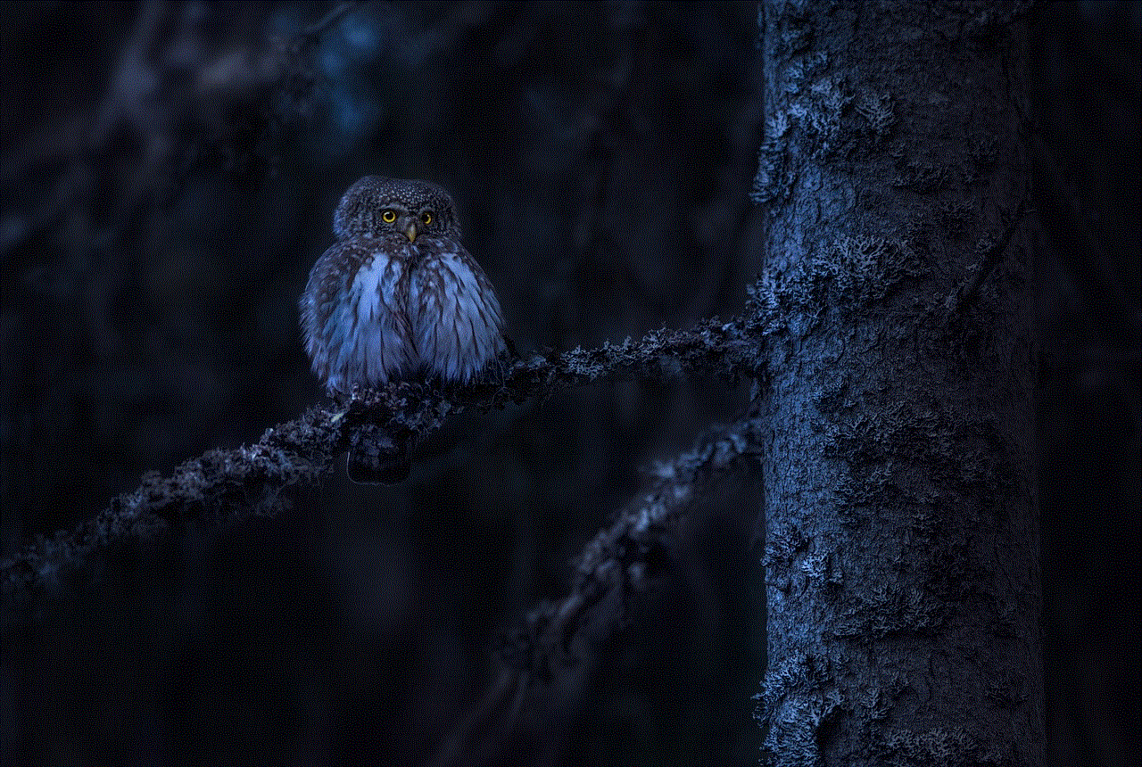 Eurasian Pygmy Owl Owl