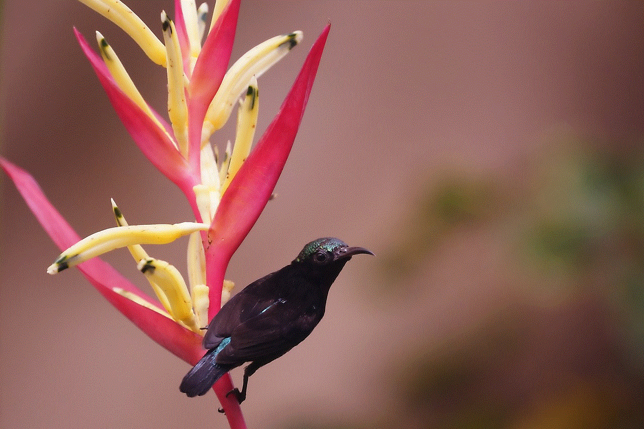 Bird Sunbird