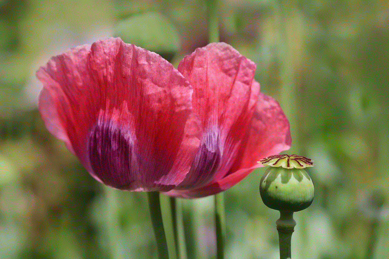 Opium Poppy Papaver Orientale
