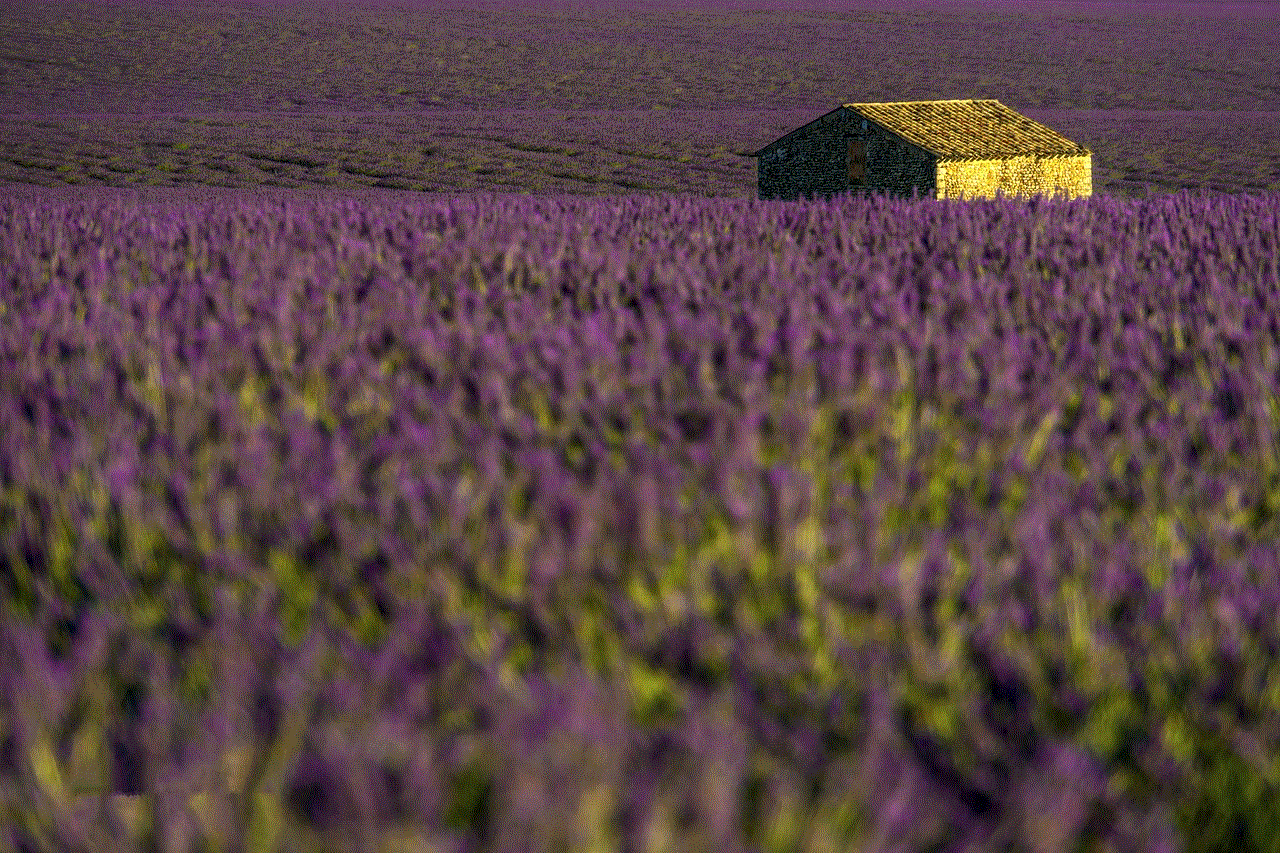 Lavenders Flowers