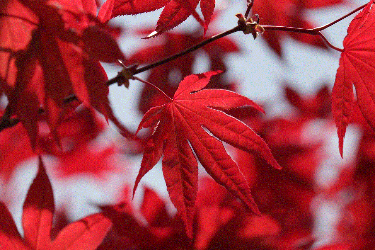 Red Maple Leaves Maple Leaves