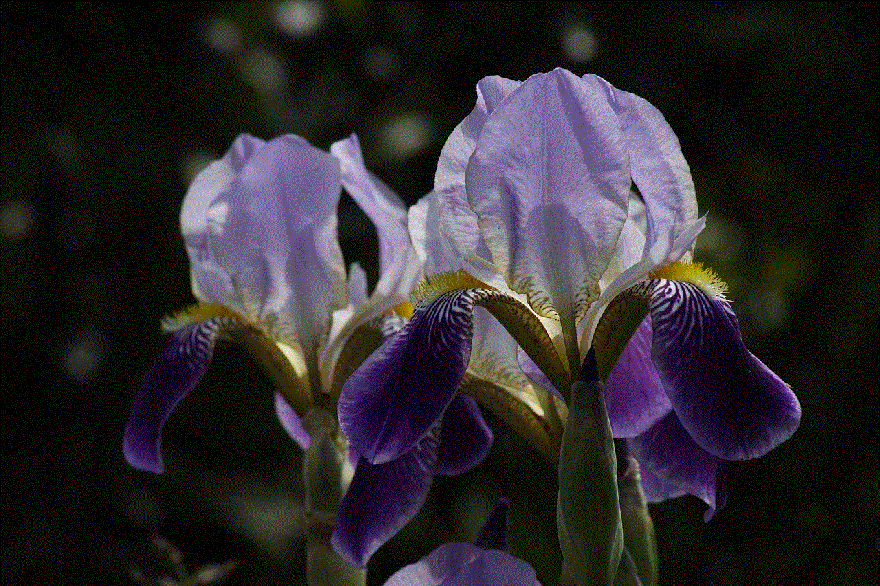 Sword Lilies Beautiful Flowers