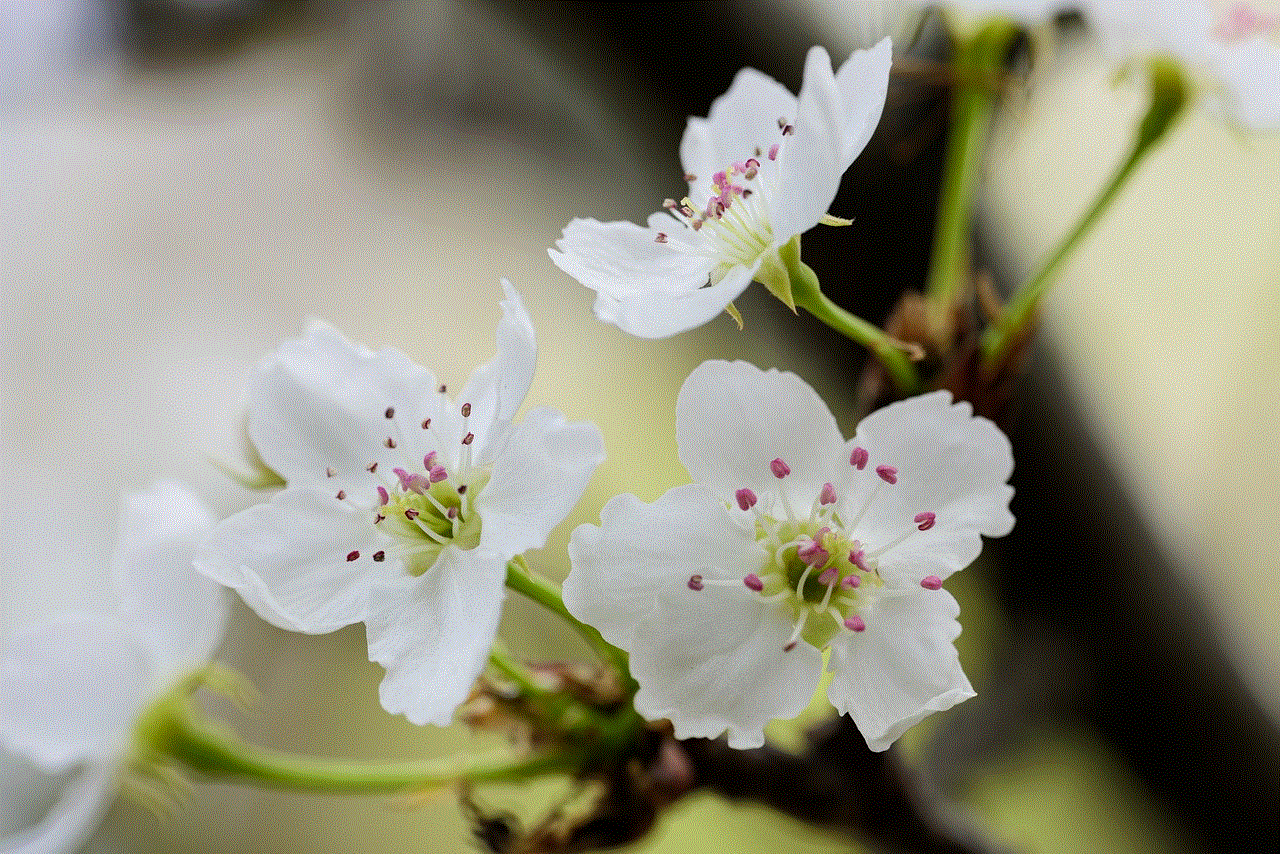 Flowers White Flowers