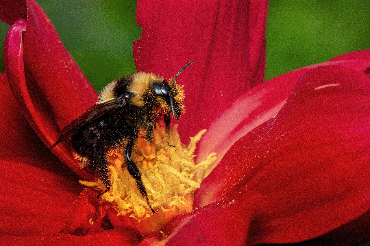 Bumble Bee Bee