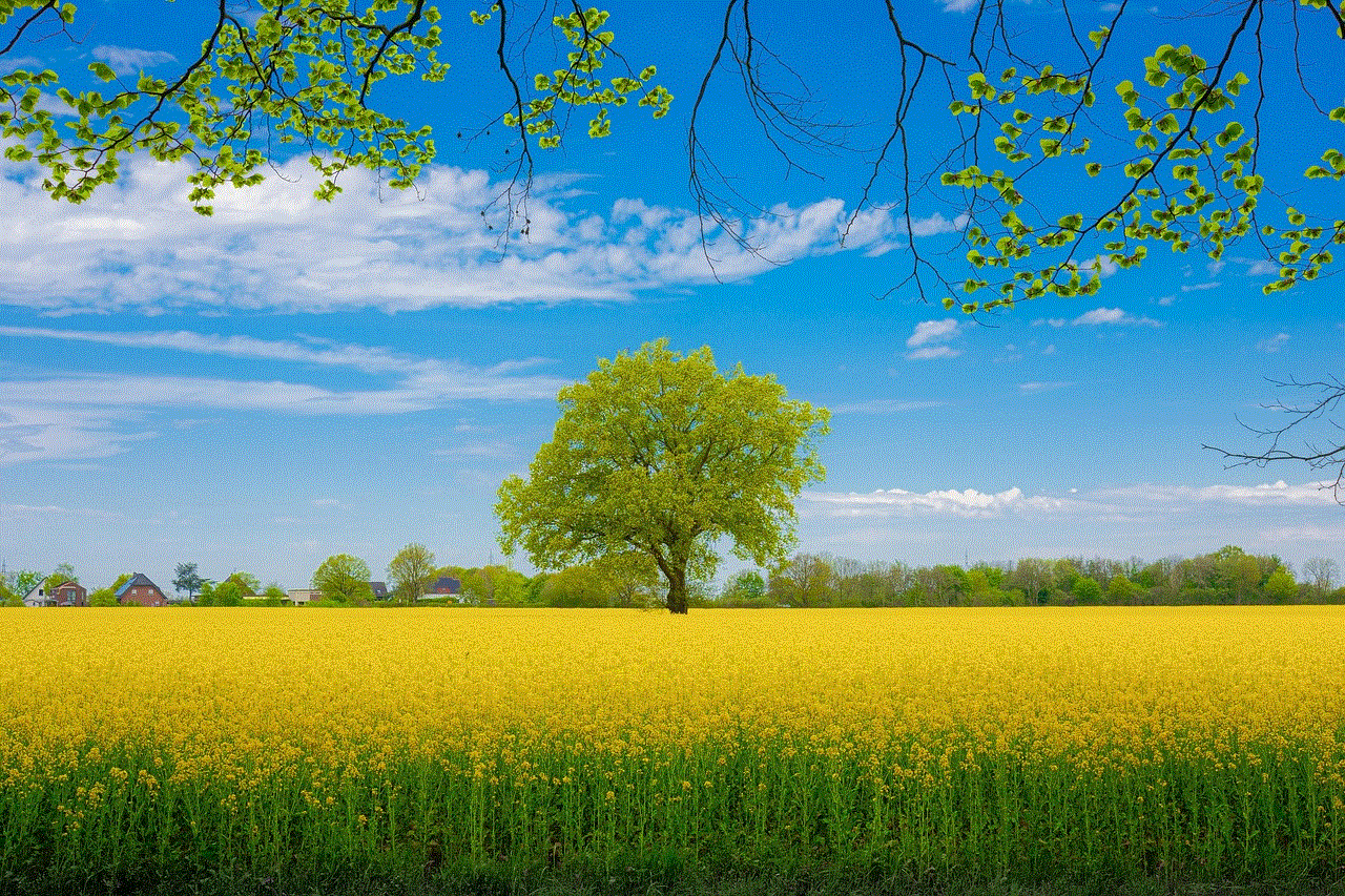 Rapeseed Flowers