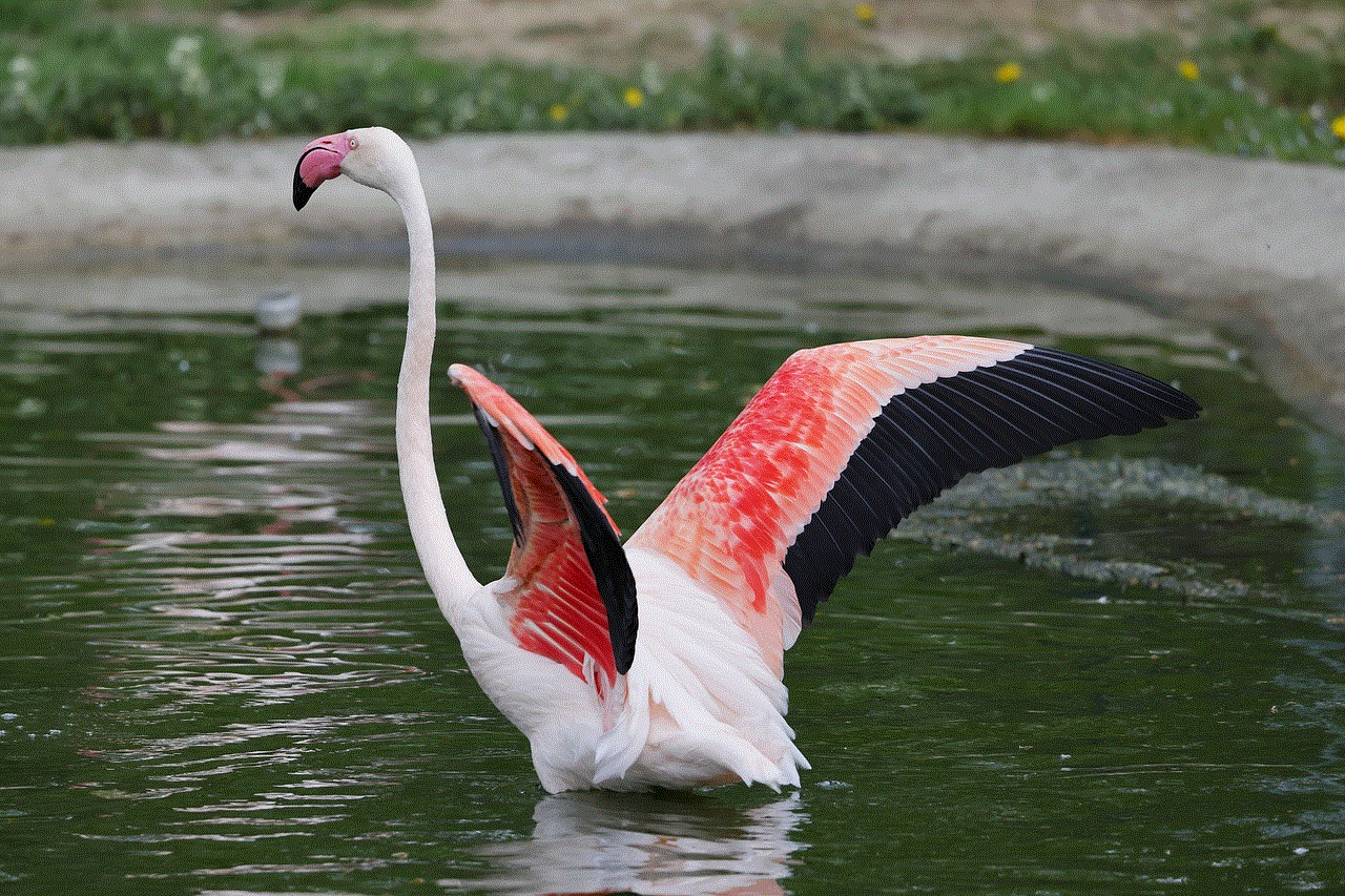 Bird Flamingo