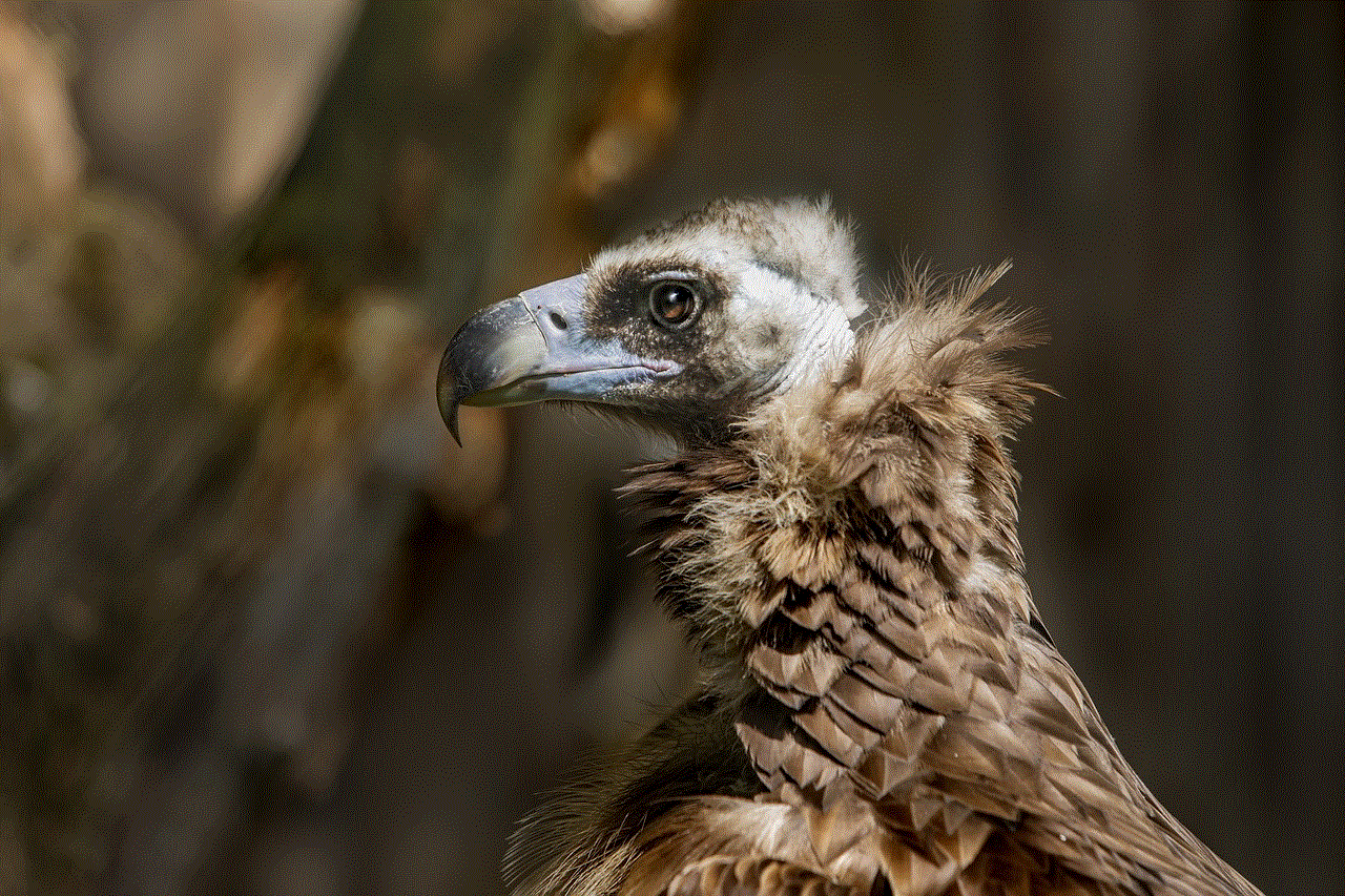Cinereous Vulture Vulture
