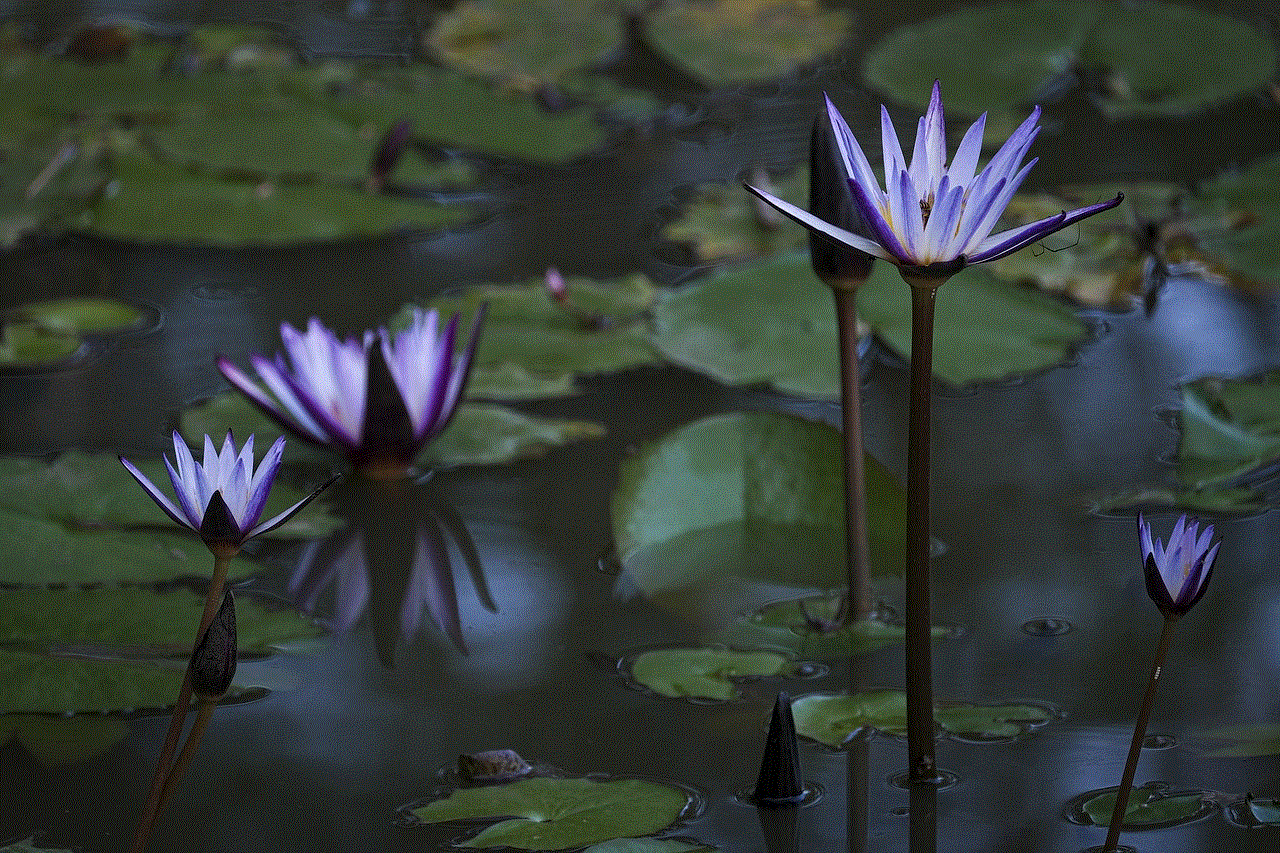 Water Lilies Pond