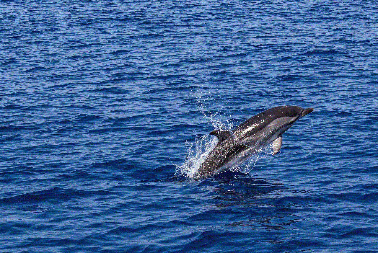 Dolphin Marine Mammal