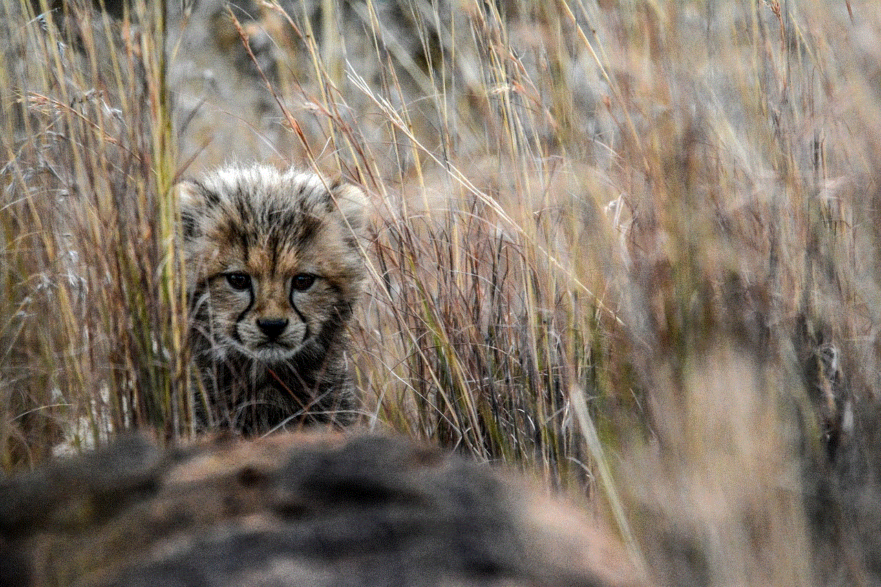 Cheetah African Cat