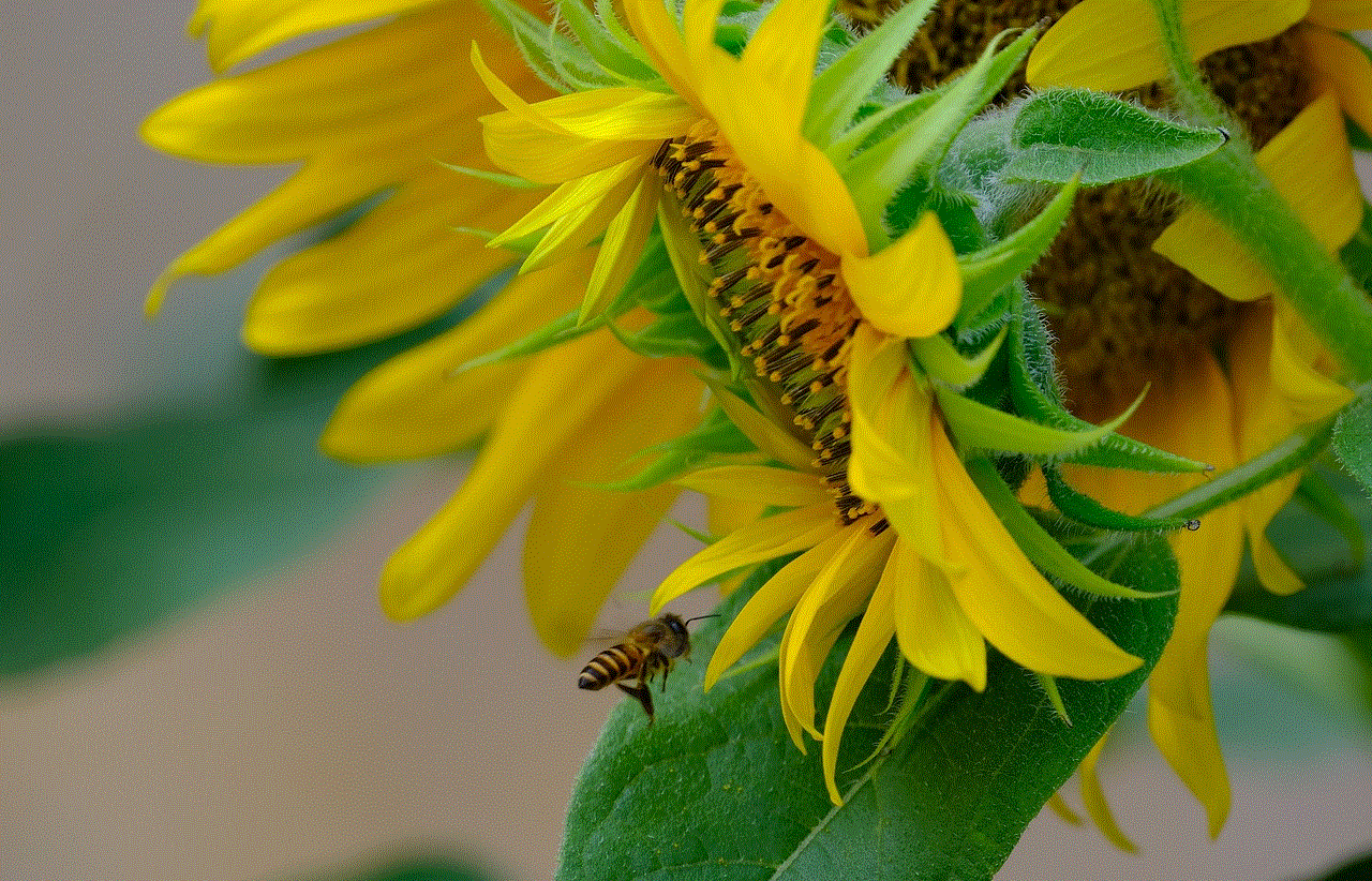 Sunflower Insect