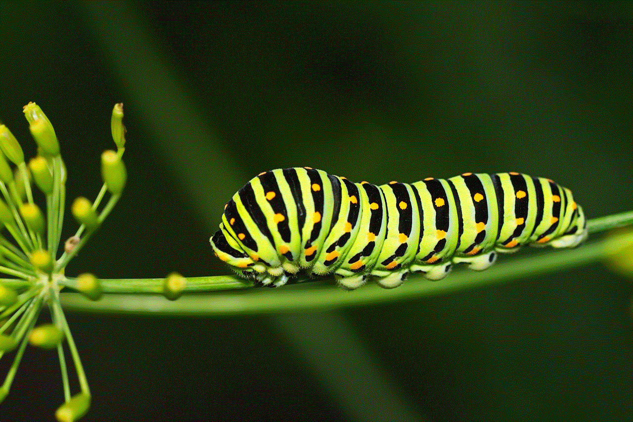 Caterpillar Butterfly