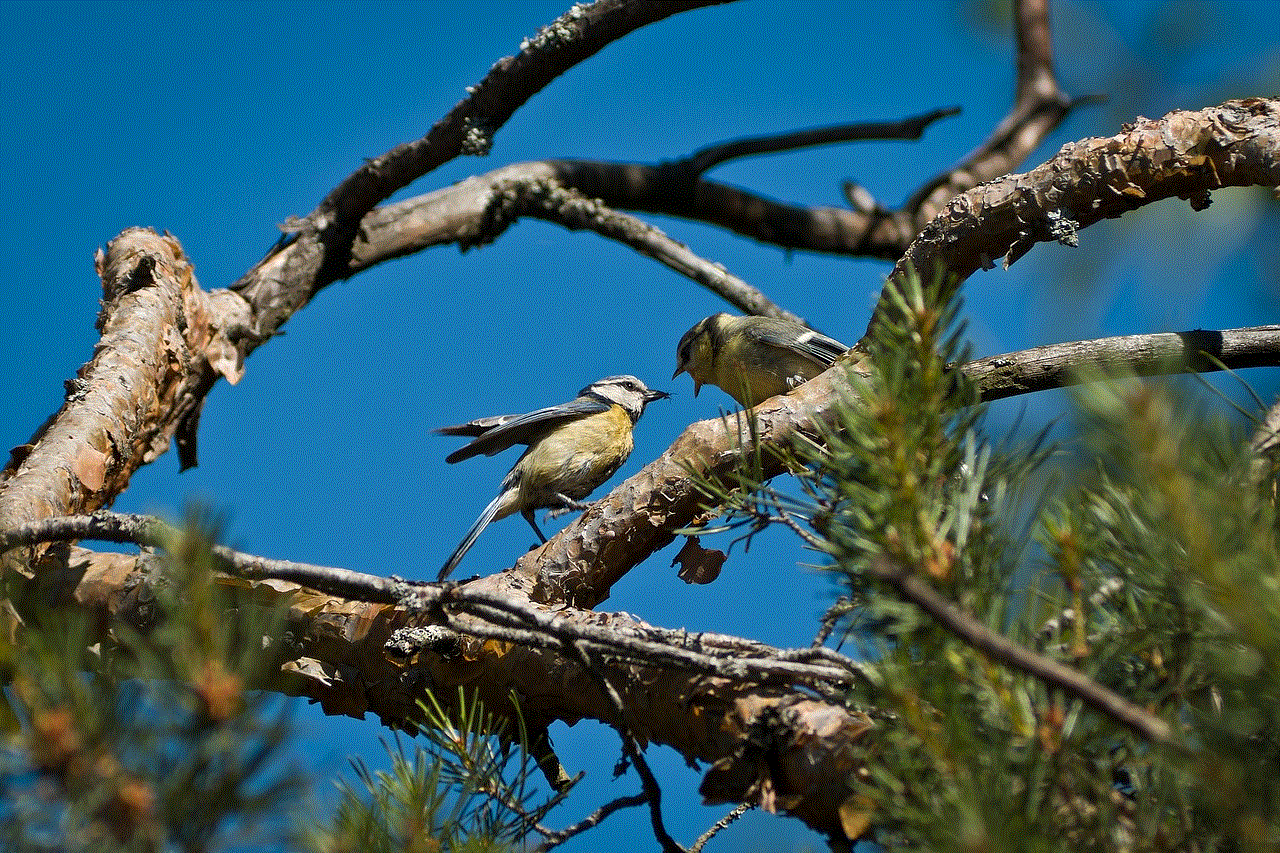 Blue Tit Birds