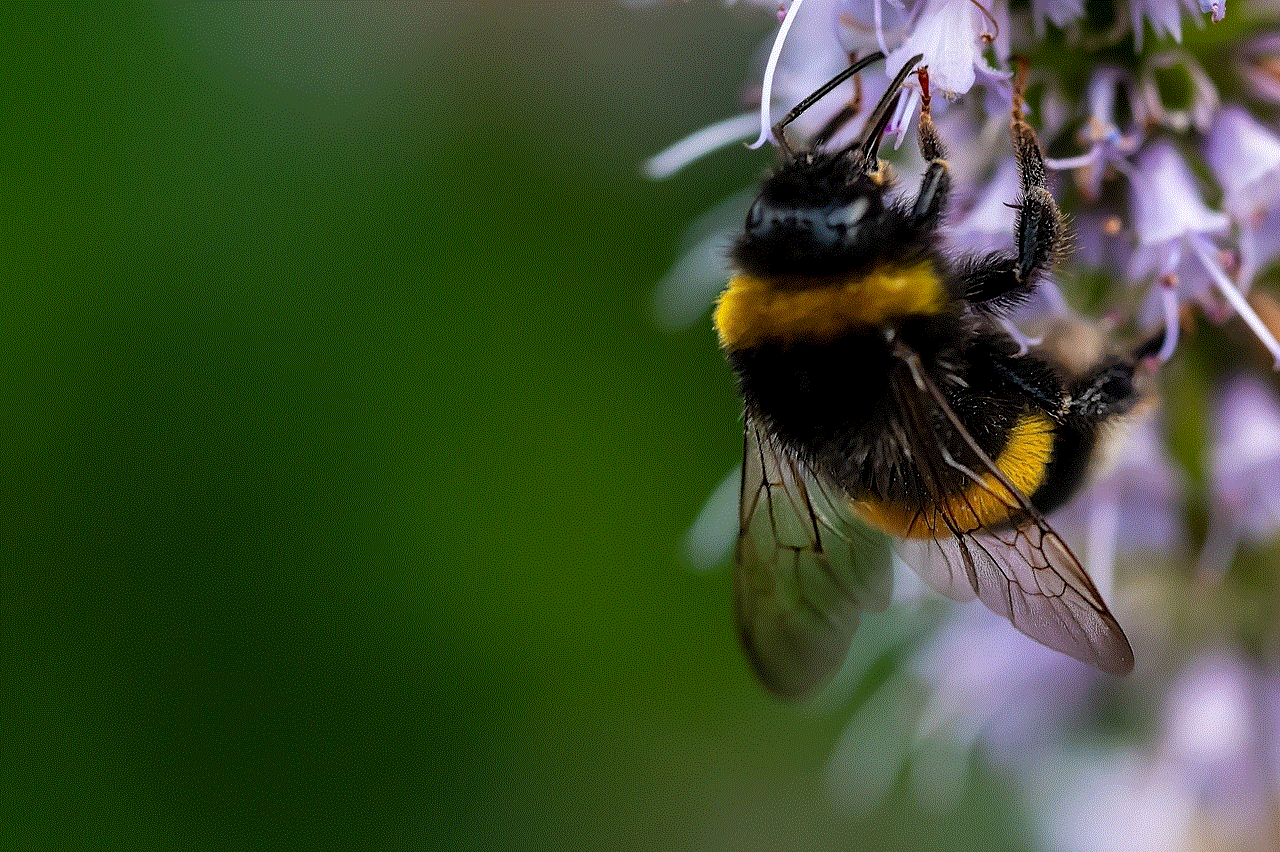 Bee Insect