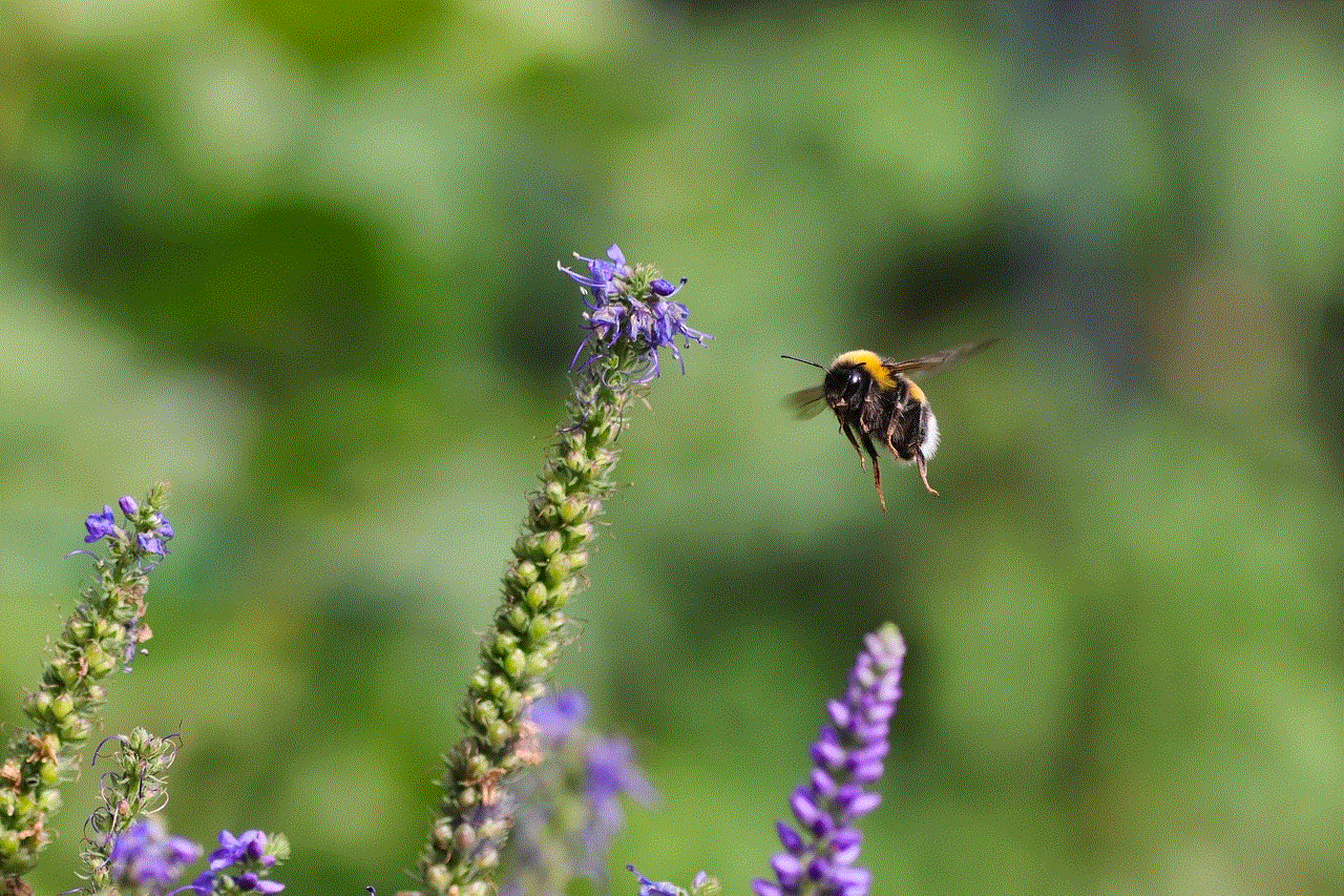 Insect Bumblebee